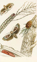 Cryptophasa irrorata - James Duncan — artwork view