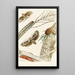 Cryptophasa irrorata - James Duncan — framed artwork on a wall
