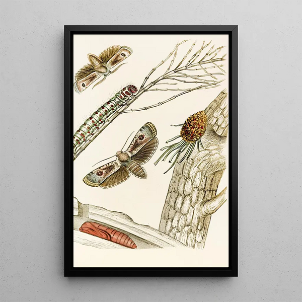 Cryptophasa irrorata - James Duncan — framed artwork on a wall
