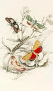 Deiopeia bella Cydosia nobilitella Chloridea Rhexiae - James Duncan — artwork view