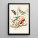 Deiopeia bella Cydosia nobilitella Chloridea Rhexiae - James Duncan — framed artwork on a wall