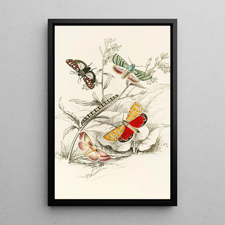 James Duncan - Deiopeia bella Cydosia nobilitella Chloridea Rhexiae.webp