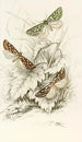 Dichroma equestralis Dichroma histrionalis Dichroma arcualis - James Duncan — artwork view