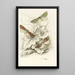 Dichroma equestralis Dichroma histrionalis Dichroma arcualis - James Duncan — framed artwork on a wall