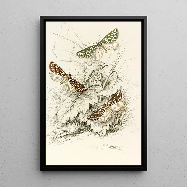 Dichroma equestralis Dichroma histrionalis Dichroma arcualis - James Duncan — framed artwork on a wall