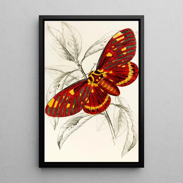 Dorycampa regalis - James Duncan — framed artwork on a wall
