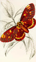 Dorycampa regalis - James Duncan — artwork view