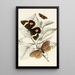 Epidesmia tricolor Scopelodes unicolor Tortrix Crameriana - James Duncan — framed artwork on a wall