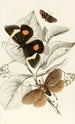 Epidesmia tricolor Scopelodes unicolor Tortrix Crameriana - James Duncan — artwork view