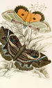 Erebus crepuscularis Triphaena materna - James Duncan — artwork view