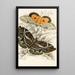 Erebus crepuscularis Triphaena materna - James Duncan — framed artwork on a wall