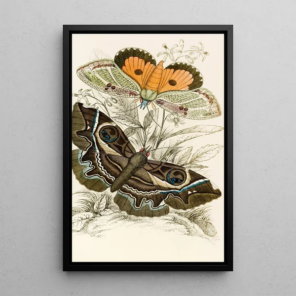 Erebus crepuscularis Triphaena materna - James Duncan — framed artwork on a wall