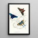 Erycina Melibaeus Laxura Alcides - James Duncan — framed artwork on a wall