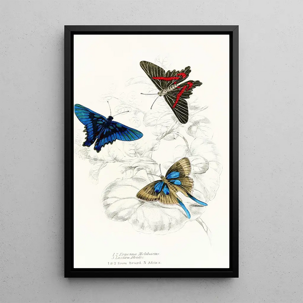 Erycina Melibaeus Laxura Alcides - James Duncan — framed artwork on a wall