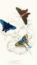 Erycina Melibaeus Laxura Alcides - James Duncan — artwork view