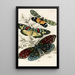 Eterusia tricolor Erasmia pulchella Amesia sanguiflua - James Duncan — framed artwork on a wall