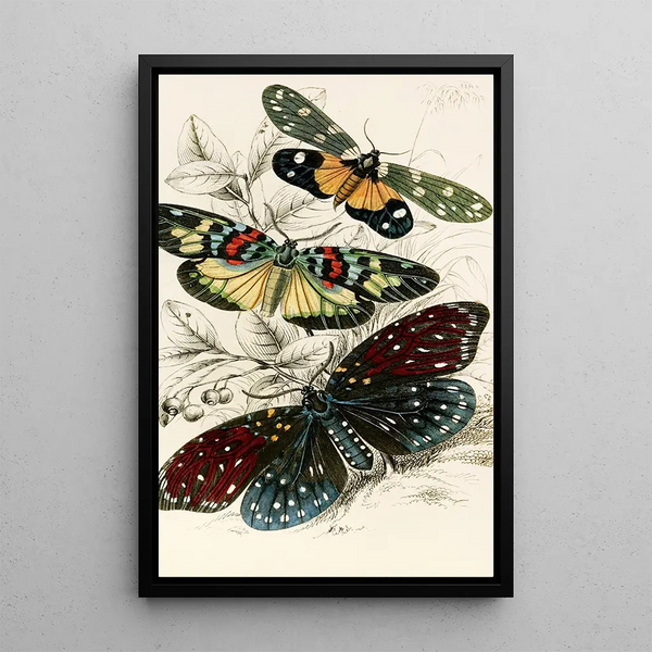 Eterusia tricolor Erasmia pulchella Amesia sanguiflua - James Duncan — framed artwork on a wall