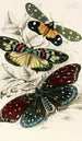 Eterusia tricolor Erasmia pulchella Amesia sanguiflua - James Duncan — artwork view