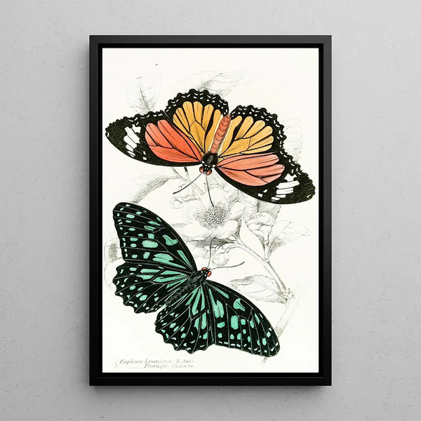 Euploea Limniace Euploea Plexippe - James Duncan — framed artwork on a wall