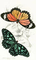 Euploea Limniace Euploea Plexippe - James Duncan — artwork view