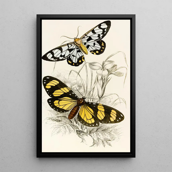 Heleona fenestrata Anthomyza Tiresia - James Duncan — framed artwork on a wall
