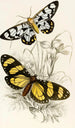 Heleona fenestrata Anthomyza Tiresia - James Duncan — artwork view