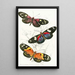 Heliconia Erato Heliconia Cynisca Heliconia Sylvana - James Duncan — framed artwork on a wall