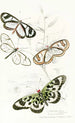Heliconia Flora Heliconia Diaphana Acraea Pasiphae - James Duncan — artwork view
