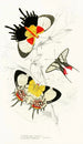 Helicopis Gnidus Erycina Octavius - James Duncan — artwork view
