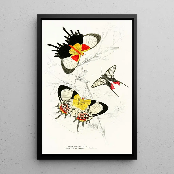 Helicopis Gnidus Erycina Octavius - James Duncan — framed artwork on a wall