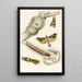 Hepialus lignivorus Zeuzera minea - James Duncan — framed artwork on a wall
