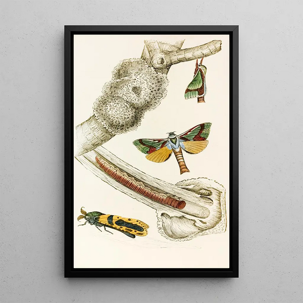 Hepialus lignivorus Zeuzera minea - James Duncan — framed artwork on a wall