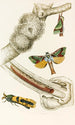 Hepialus lignivorus Zeuzera minea - James Duncan — artwork view