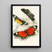Hypercampa Sybaris Callimorpha Helcita Callimorpha Phileta - James Duncan — framed artwork on a wall