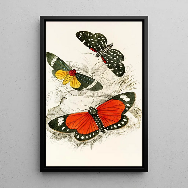 Hypercampa Sybaris Callimorpha Helcita Callimorpha Phileta - James Duncan — framed artwork on a wall
