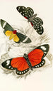 Hypercampa Sybaris Callimorpha Helcita Callimorpha Phileta - James Duncan — artwork view
