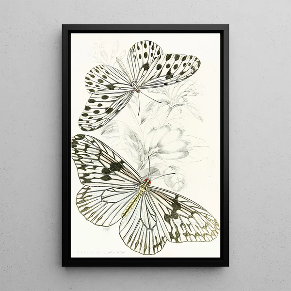 Idea Agelia Idea Daos - James Duncan — framed artwork on a wall