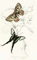 Leptocircus Curius Thais Medesicaste - James Duncan — artwork view