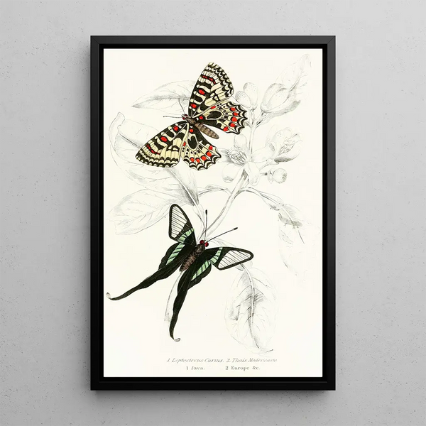 Leptocircus Curius Thais Medesicaste - James Duncan — framed artwork on a wall