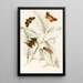 Limacodes Cippus Ecnomidea Pithecium - James Duncan — framed artwork on a wall