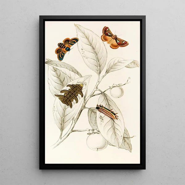 Limacodes Cippus Ecnomidea Pithecium - James Duncan — framed artwork on a wall