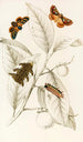 Limacodes Cippus Ecnomidea Pithecium - James Duncan — artwork view