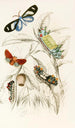 Limacodes Micilia Doratifera vulnerans - James Duncan — artwork view