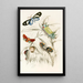 Limacodes Micilia Doratifera vulnerans - James Duncan — framed artwork on a wall