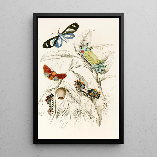 Limacodes Micilia Doratifera vulnerans - James Duncan — framed artwork on a wall