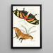 Marius Thetis Fabius Hippona - James Duncan — framed artwork on a wall