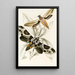 Metopsilus tersa Sphinx Chionanthi - James Duncan — framed artwork on a wall