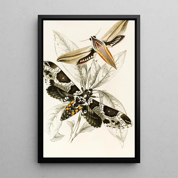 Metopsilus tersa Sphinx Chionanthi - James Duncan — framed artwork on a wall