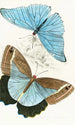 Morpho Adonis Pavonia Teucer - James Duncan — artwork view