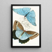 Morpho Adonis Pavonia Teucer - James Duncan — framed artwork on a wall